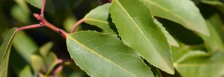 Grüne Blätter an einem roten Stiel